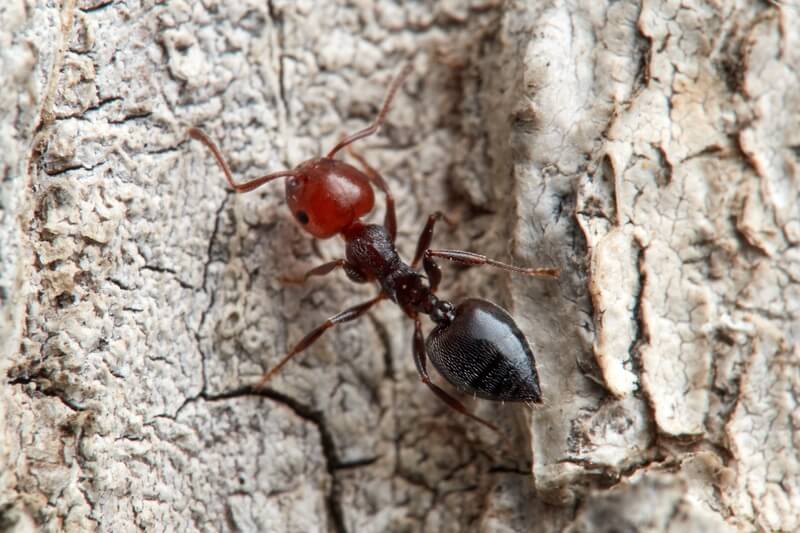 Lavoratrice Crematogaster scutellaris