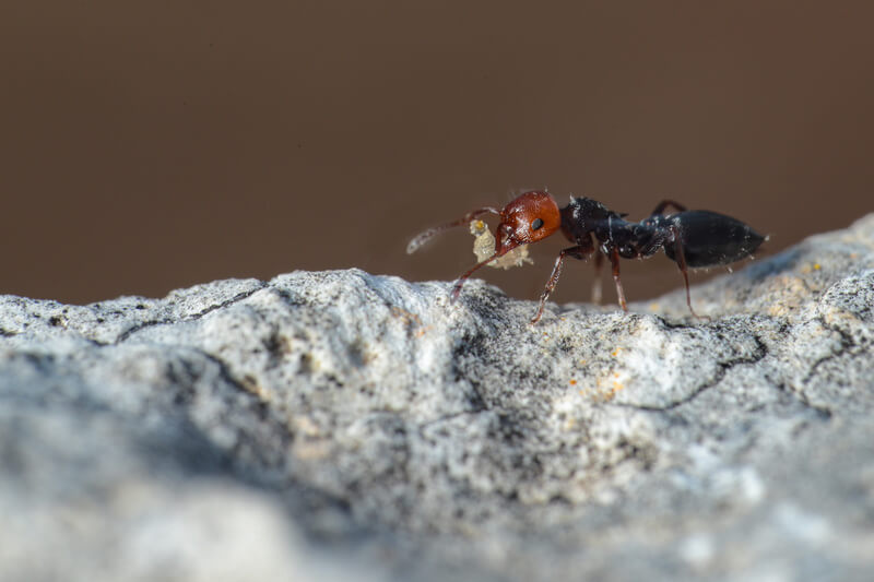 Lavoratrice Crematogaster scutellaris