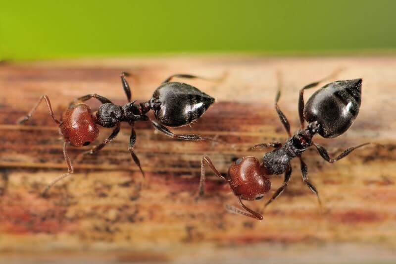 Trabalhadoras Crematogaster scutellaris