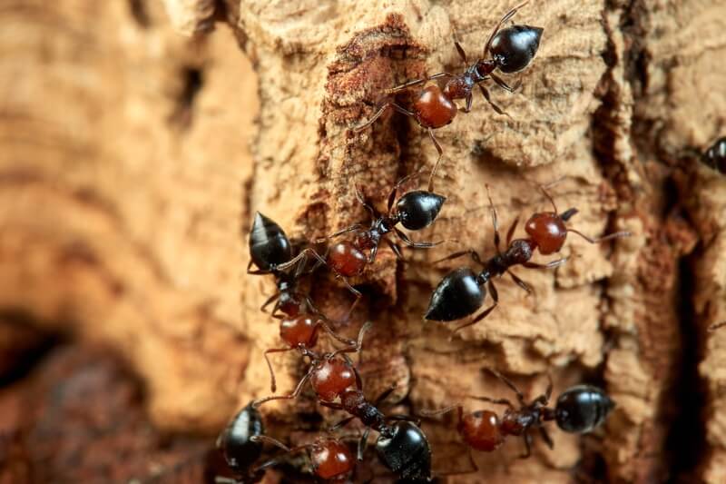 Crematogaster scutellaris 働きアリ