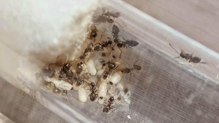 Colonia Lasius niger dentro de un tubo de ensayo