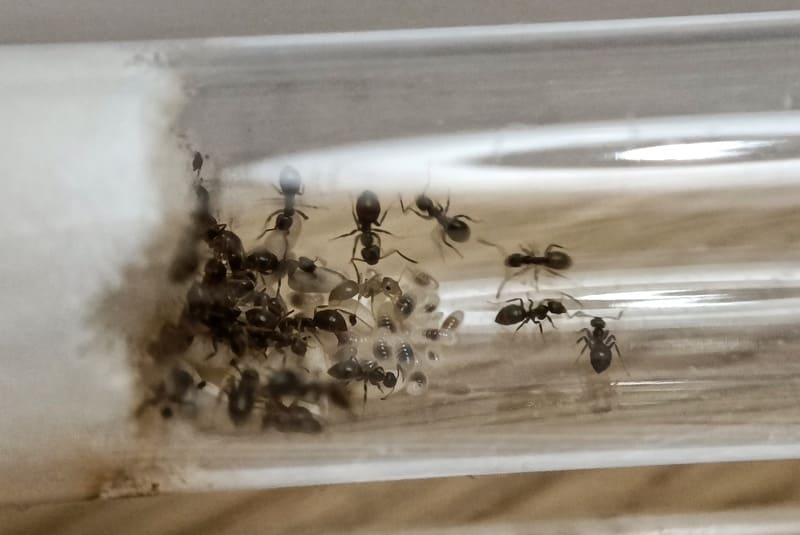 Colonie de Lasius niger dans un tube à essai
