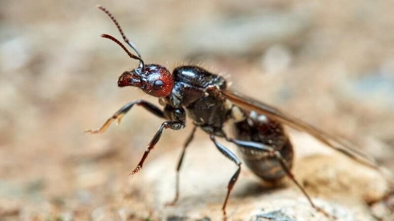 Rainha Messor barbarus