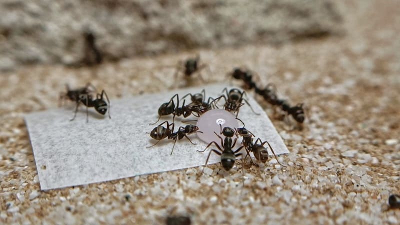 Ant Anticsシュガースナップを飲むアリ