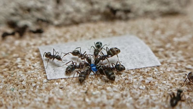 Ant Anticsシュガースナップを飲むアリ