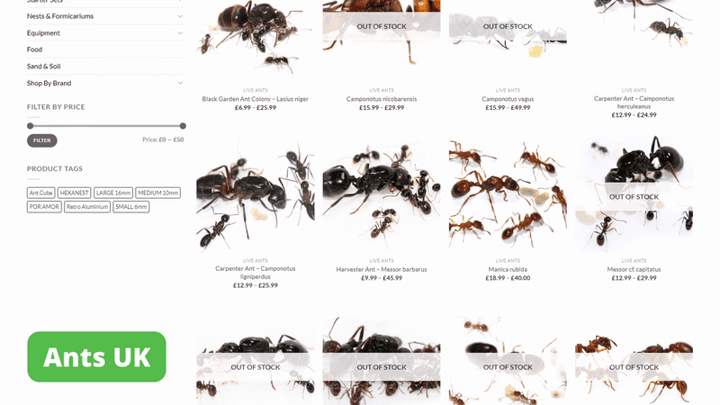Página principal de Ants UK