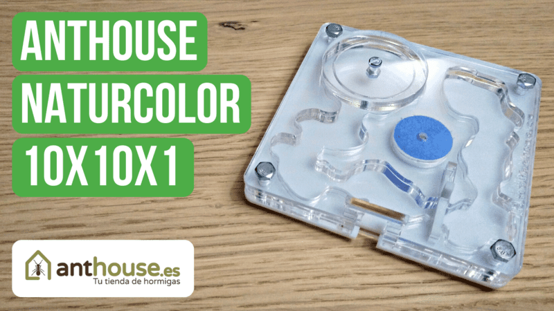 Anthouse Acrylic NaturColor 10x10x1 Nest Review