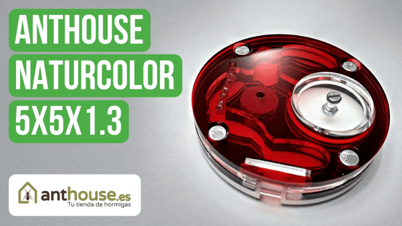 Anthouse Acrylic NaturColor 5x5x1.3 Nest Review