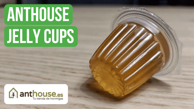 Anthouse Jelly Cups Review