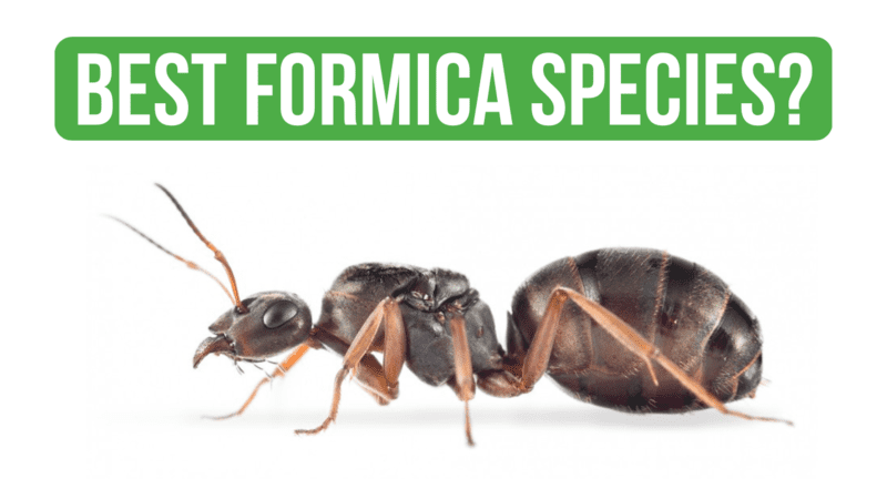 How to Care for Formica Cinerea