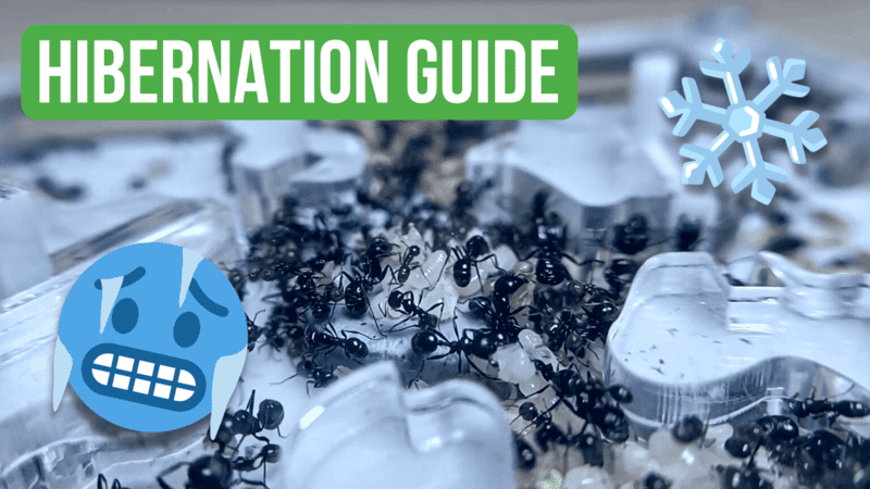 How To Hibernate Your Ants - Hibernation Tutorial