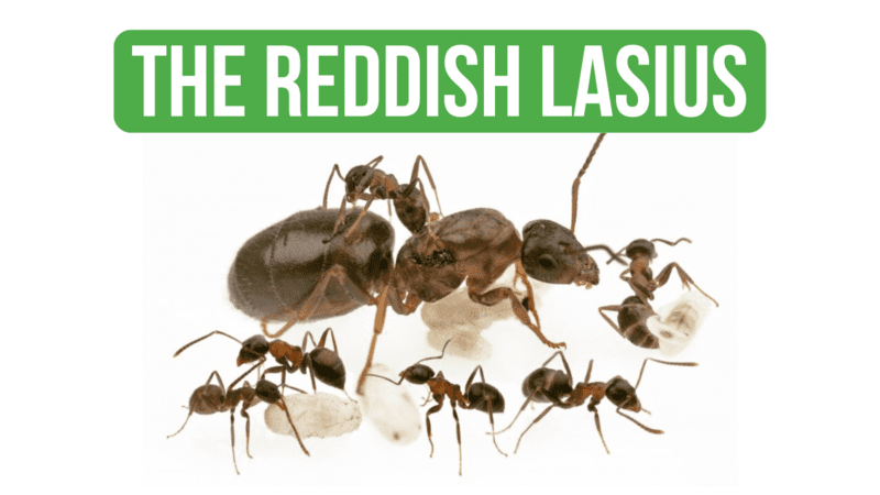 How To Care for Lasius Emarginatus