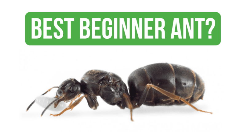 How To Care for Lasius Niger