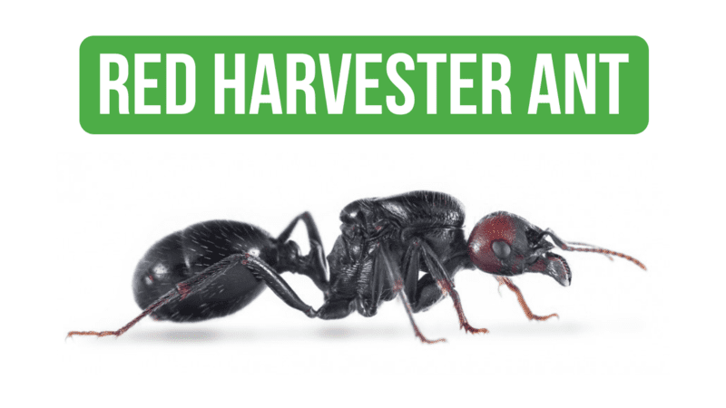 How To Care for Messor Barbarus