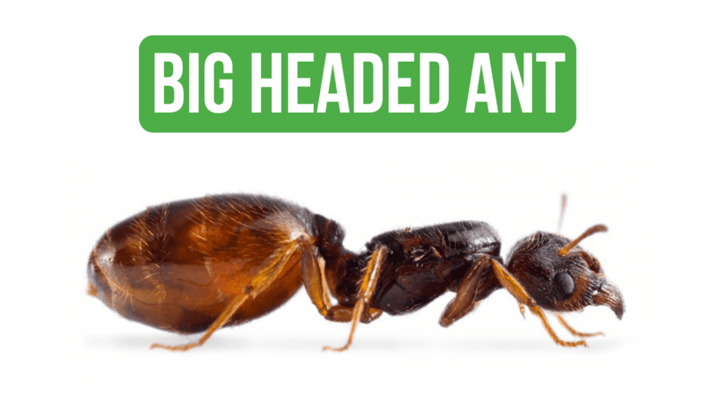 How To Care for Pheidole Pallidula