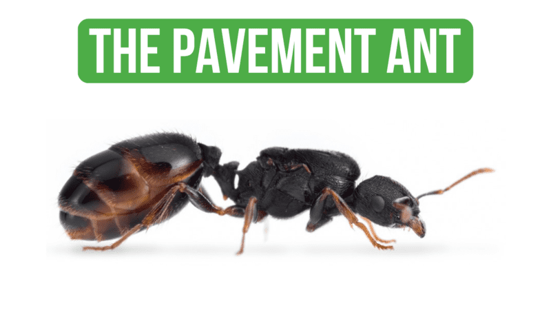 How To Care for Tetramorium Caespitum