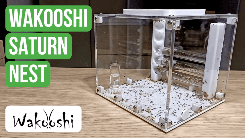 WaKooshi Saturn Nest Review