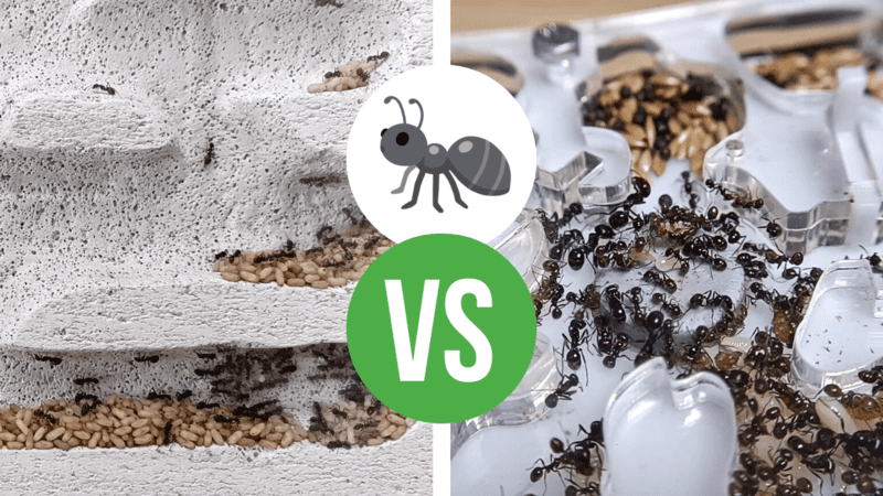 Ytong vs Acrylic - Which Is Better For An Ant Nest?