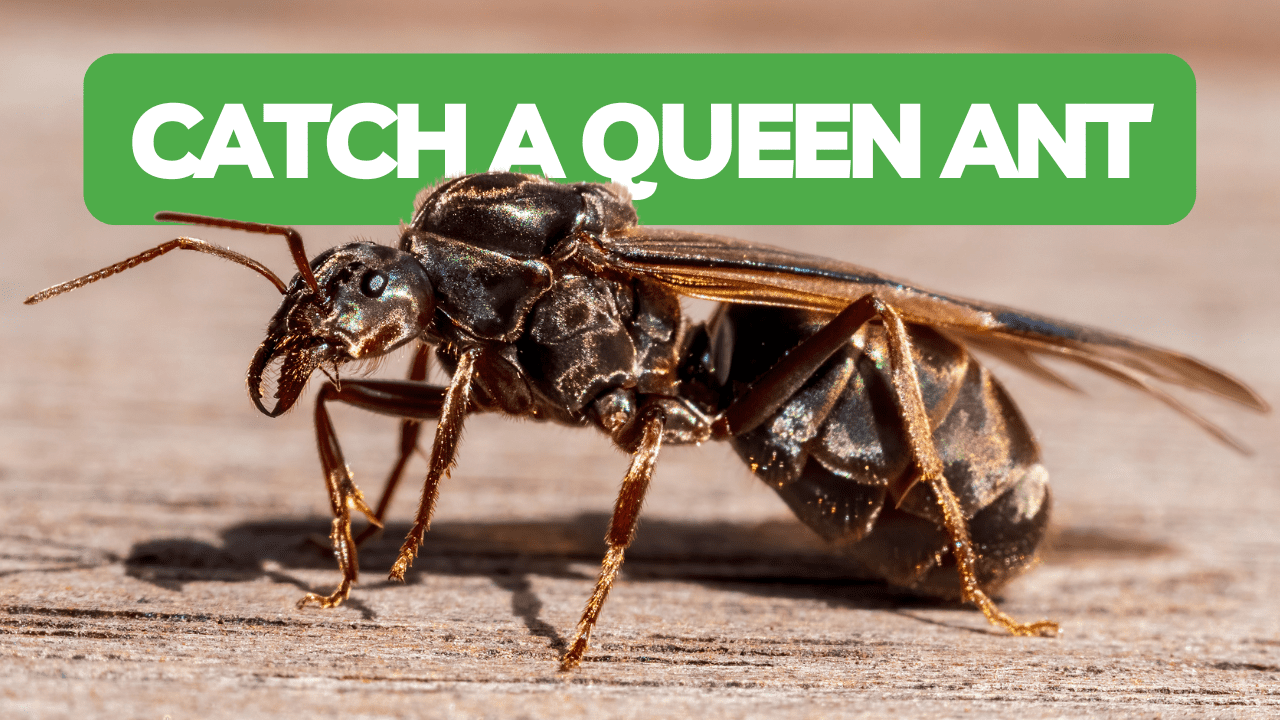 How To Catch Your First Queen Ant!