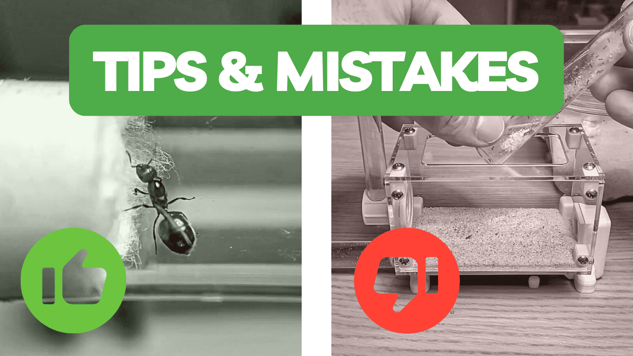 3 Tips & Mistakes to Avoid In Ant Keeping