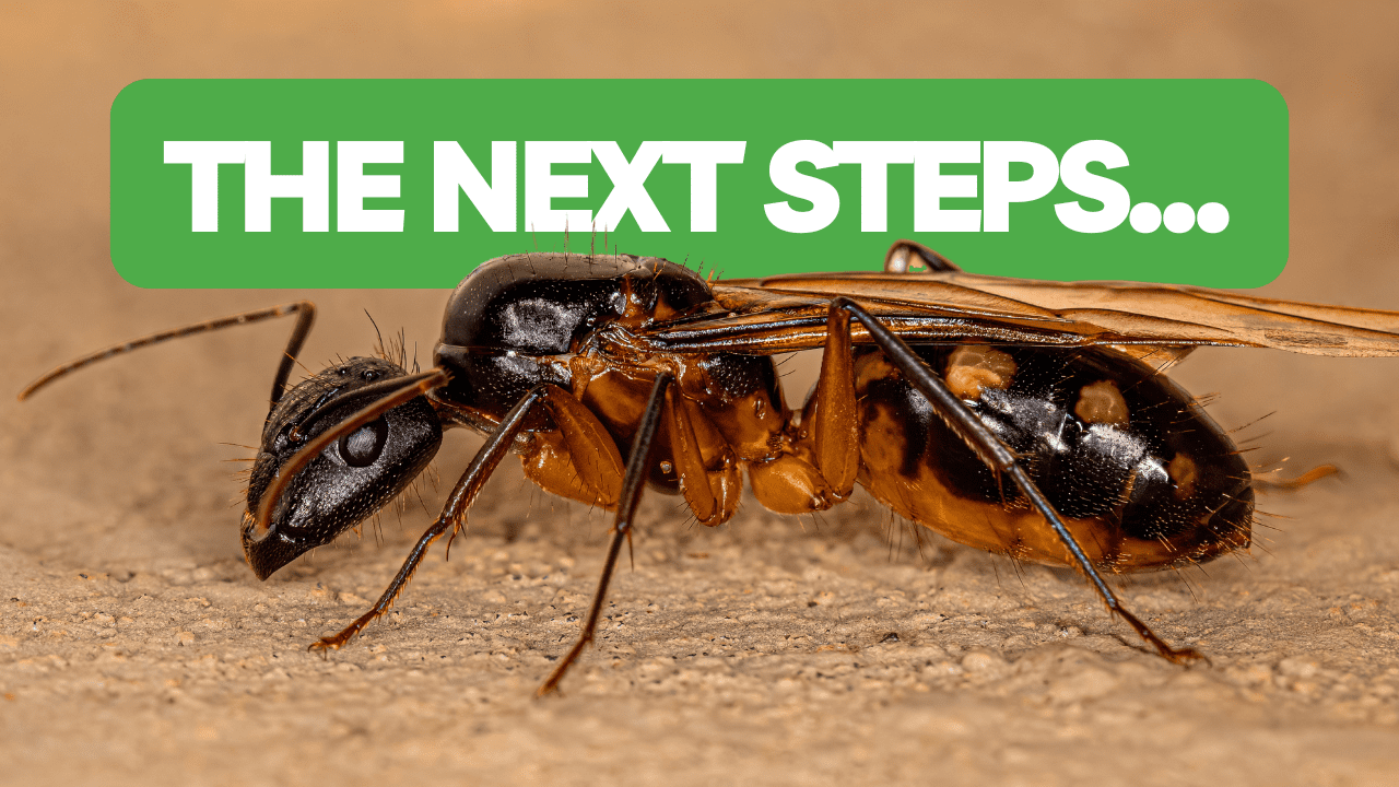 What To Do After Catching Your First Queen Ant!