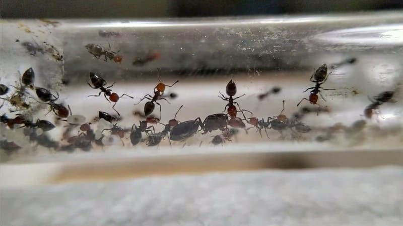 Crematogaster scutellaris dentro de um tubo de ensaio