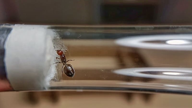 Regina di Crematogaster scutellaris dentro un setup di provette