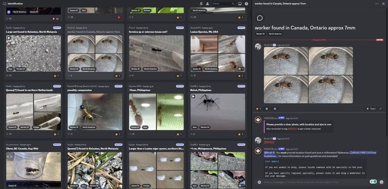 Discord sobre ant keeping