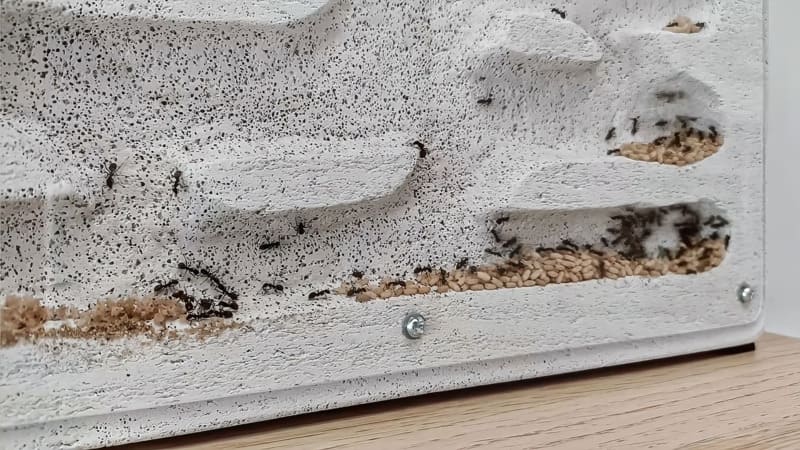 Nido de hormigas de Ytong DIY