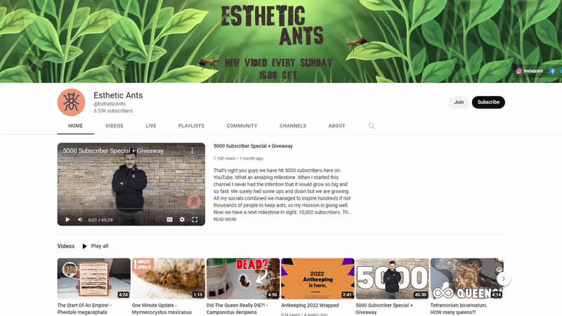 Chaîne YouTube d'Esthetic Ants