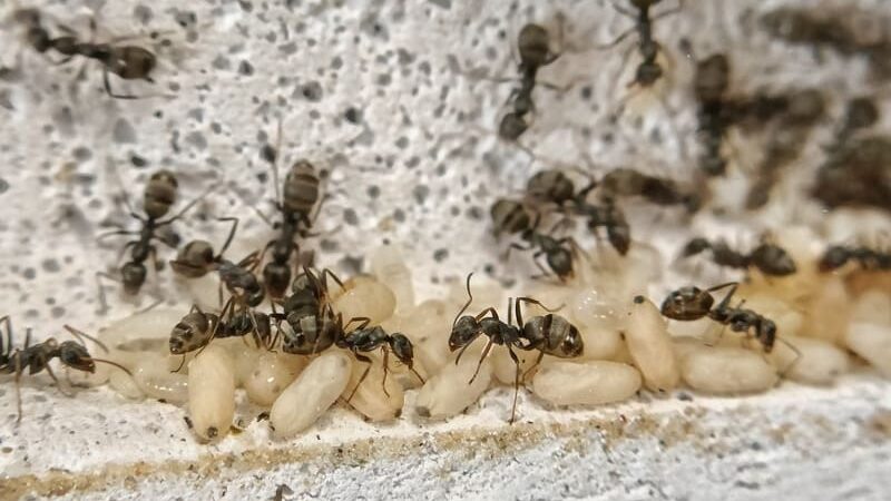 Uma colônia de Formica cinerea dentro de um ninho de ytong