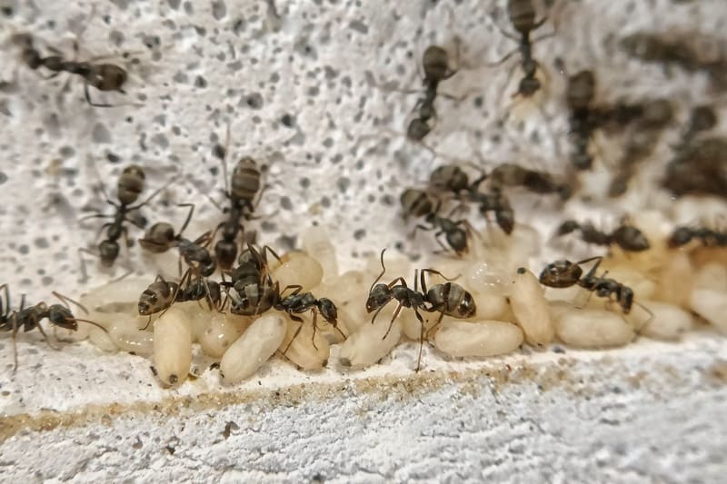 Colônia de Formica cinerea dentro de um ninho de ytong