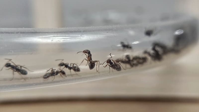 Trabajador Formica cinerea dentro de un tubo