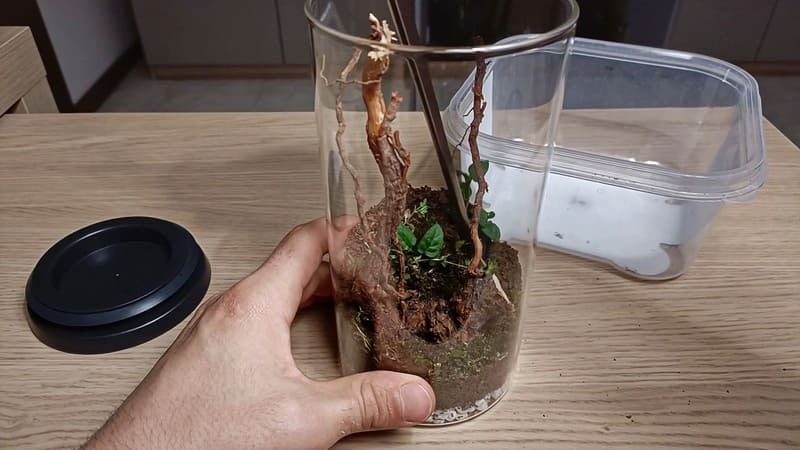 瓶のテラリウムに植物を追加