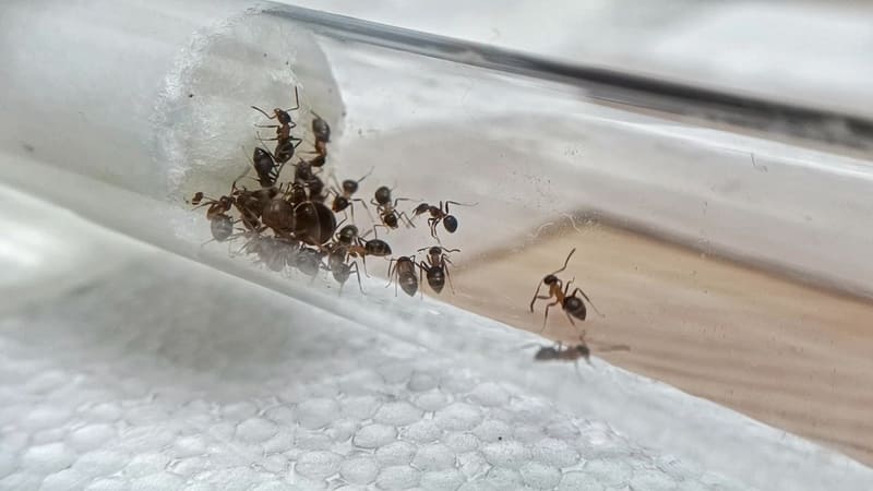 Lasius emarginatus dentro de tubo de ensaio