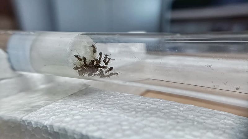 Lasius emarginatus dentro una provetta