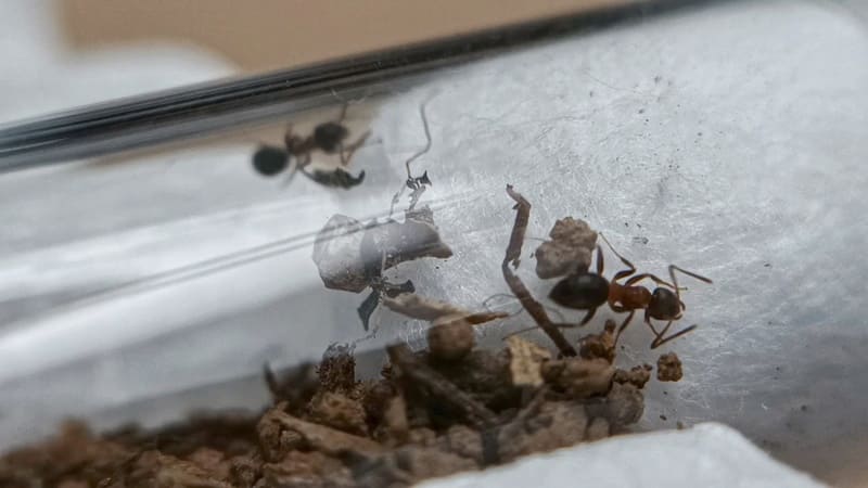 Lasius emarginatus dentro do tubo de ensaio