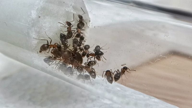 Lasius emarginatus dentro do tubo de ensaio