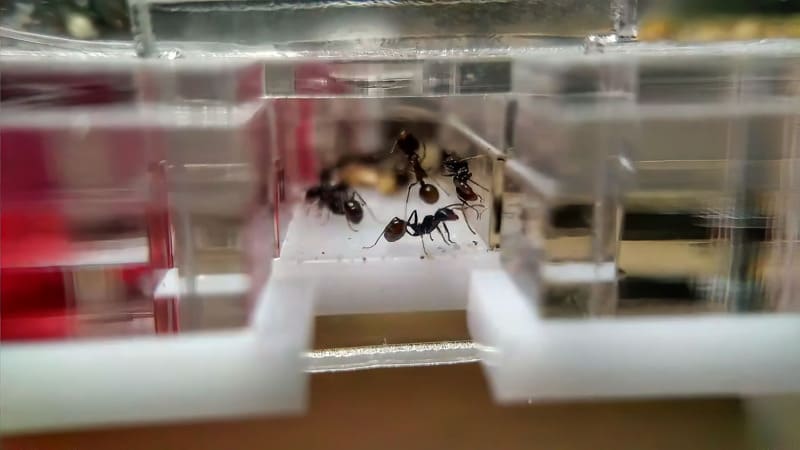 Colônia de Messor barbarus dentro de um ninho anthouse