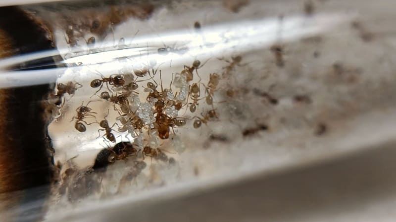 Colônia de Pheidole pallidula dentro de um tubo de ensaio
