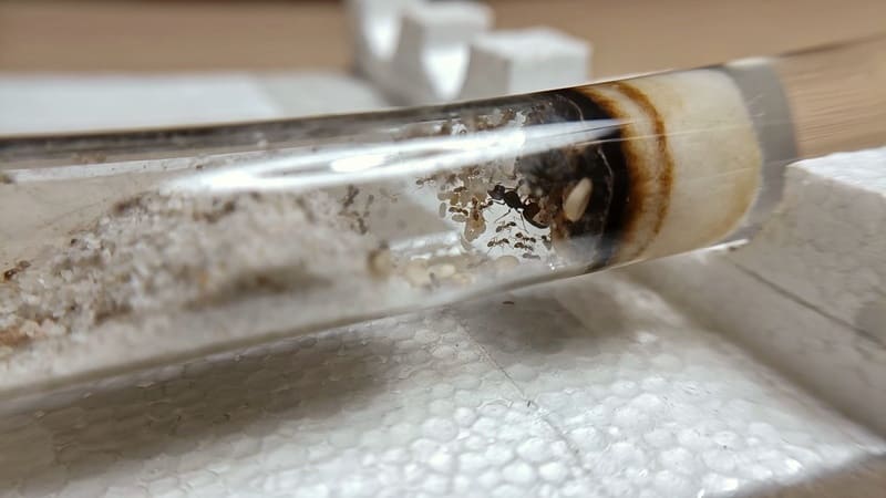 Pheidole pallidula dentro de un tubo de ensayo