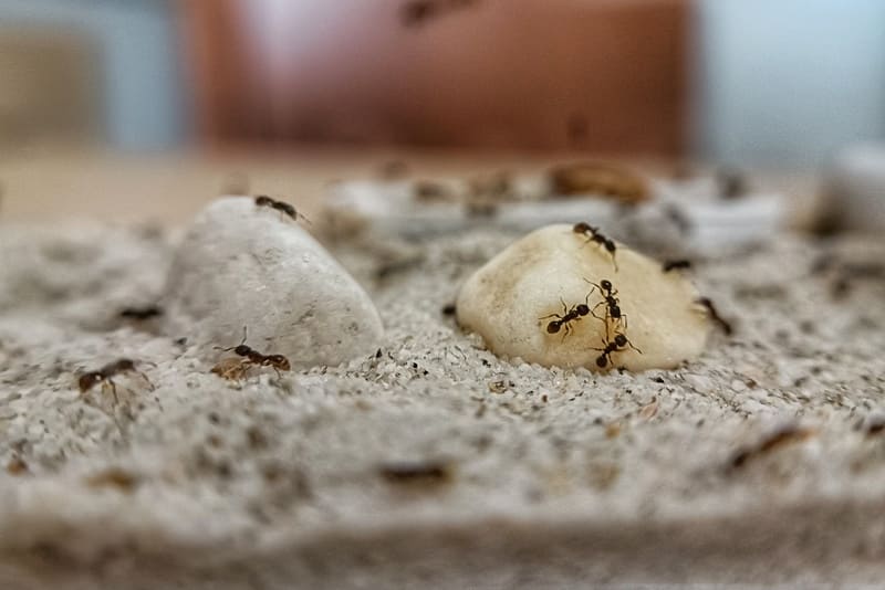 Colonia Tetramorium caespitum en algunas rocas