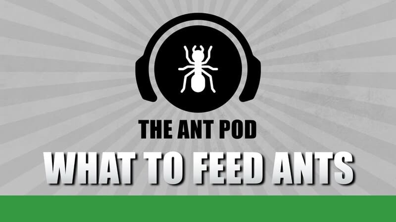 ¿Los mejores alimentadores para tus hormigas? - The Ant Pod