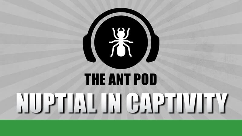 Voos Nupciais em Cativeiro - The Ant Pod