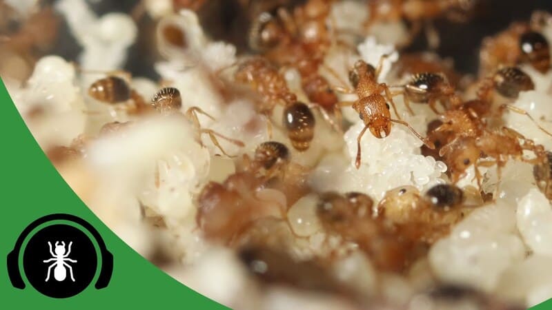 As Melhores Condições Para Manter Formigas - The Ant Pod