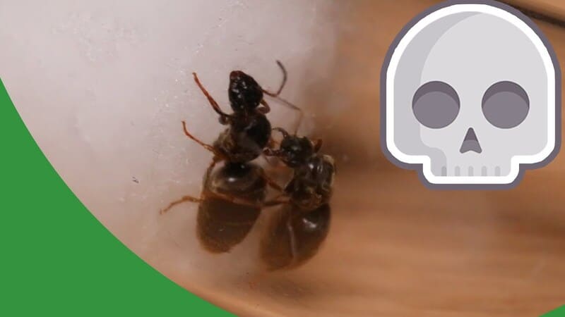 Experimentieren mit Ameisen - The Ant Pod