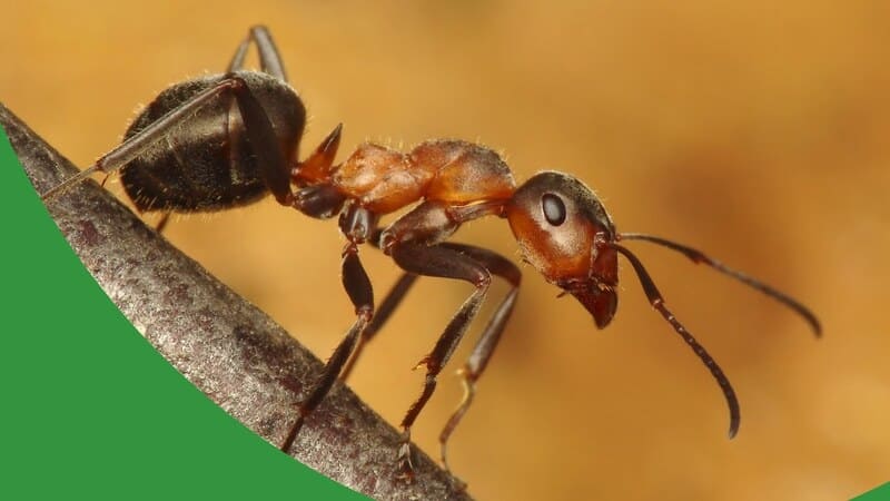 Criando Formigas Escravistas - The Ant Pod