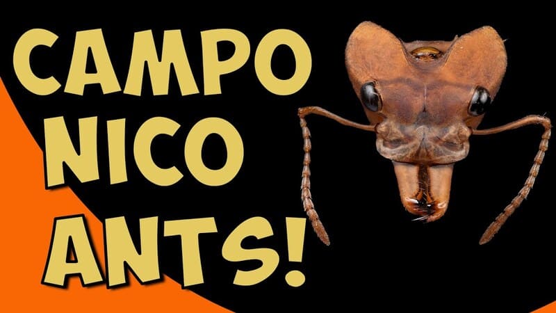 Das Camponico Ants Interview - The Ant Pod