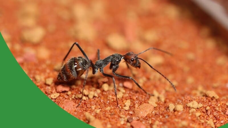 Los Peores Errores en Ant Keeping - The Ant Pod