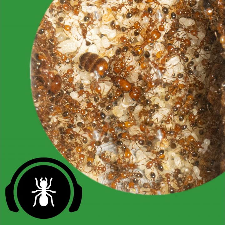 When Ant Colonies Grow Out of Control! - The Ant Pod